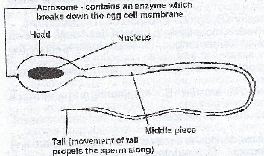 Sperm Diagram